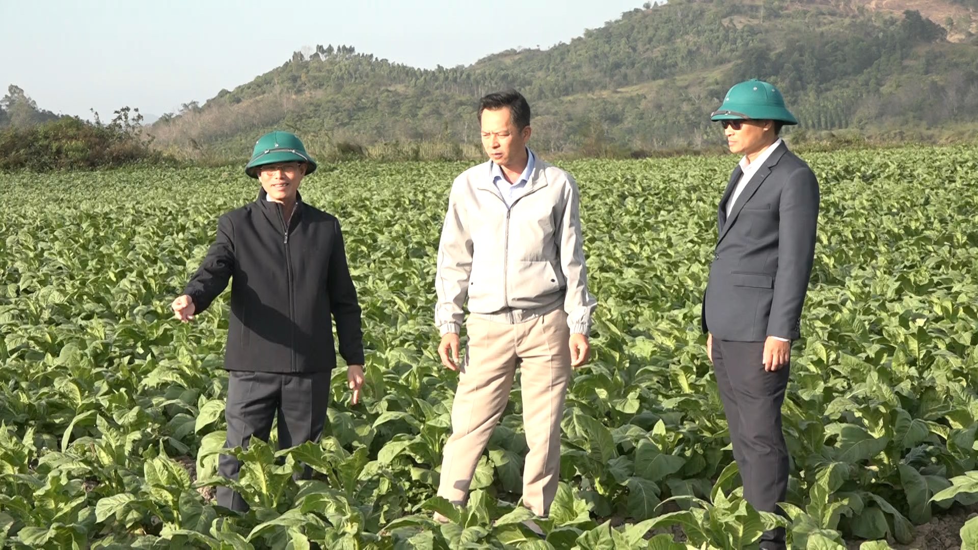 Các đồng chí lãnh đạo huyện đi thăm mô hình trồng thuốc lá tại xã yang reh